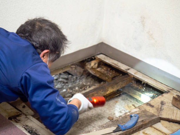 Best DIY Mold Remediation Support Services in Bouse, AZ