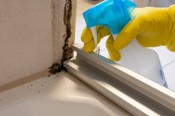 Best Health and Safety Mold Remediation in Bouse, AZ