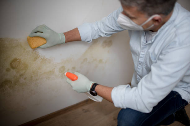 Best Industrial Mold Remediation in Bouse, AZ