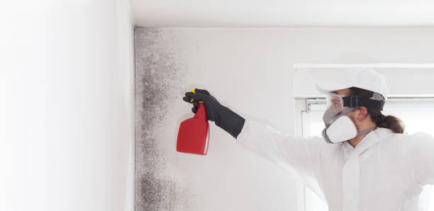 Best Industrial Mold Remediation in Bouse, AZ