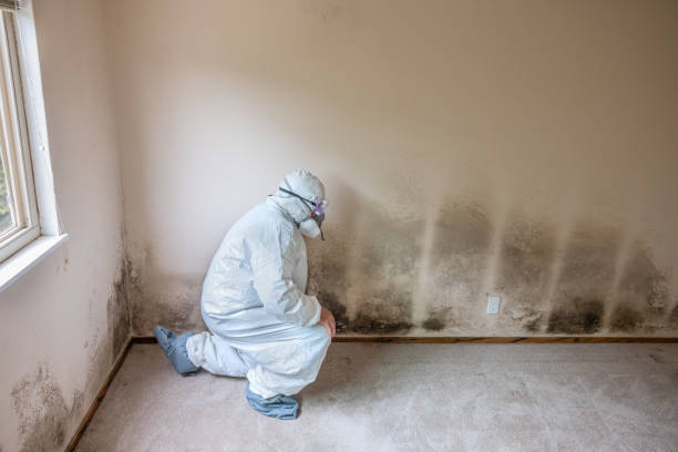 Best White Mold Remediation in Bouse, AZ