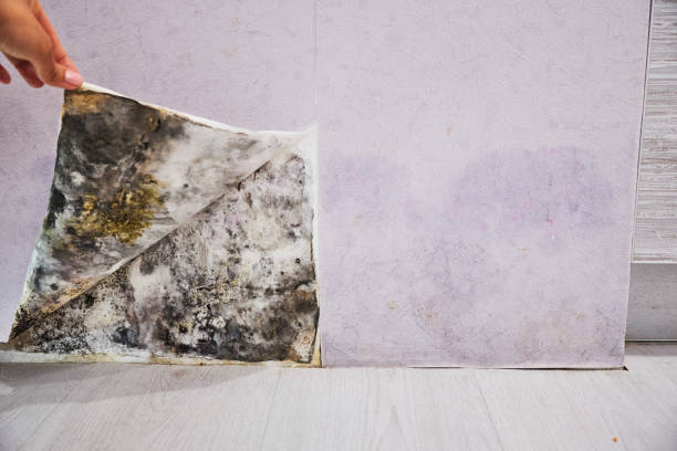 Best Insurance-Related Mold Remediation in Bouse, AZ